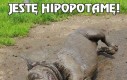 Jestę hipopotamę!