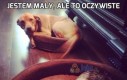 Jestem mały, ale to oczywiste