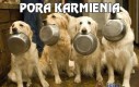 Pora karmienia