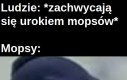 W dodatku są bardzo chorowite