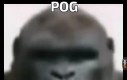Pog