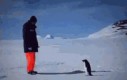Pingwiny są potężniejsze, niż myślisz