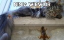 Ninja wiewiór