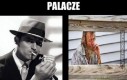 Palacze