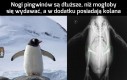 Ciekawostka o pingwinach
