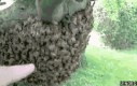 Ręka w roju pszczół?