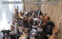 Ponad 30 psów pozuje jednocześnie do zdjęcia