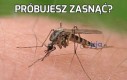 Próbujesz zasnąć?