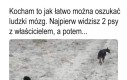 To ile jest w końcu tych psów?