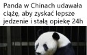 Panda śmieszkotrol