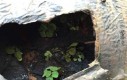 W dziurawej skorupie żółwia rosną rośliny