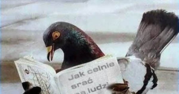 Gołąb - Jeja.pl