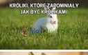 Króliki, które zapomniały jak być królikami
