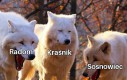 Wielka trójka