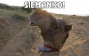 Siemanko!