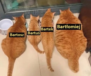 Bartki