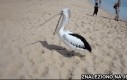 Tak właśnie ziewają pelikany