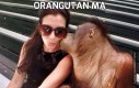 Orangutan ma