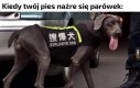 Tylko prawdziwi Jeja patrioci zrozumieją