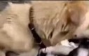 Psia mama ratuje szczenięta przed powodzią