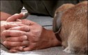 Ten królik chyba bardzo lubi głaskanie