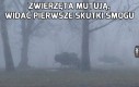 A gdzie Ty będziesz, gdy przelatujący żubr nasra Ci na samochód?