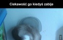 Ciekawość