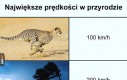 Prędkość maksymalna