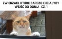 Zwierzaki, które bardzo chciałyby wejść do domu - cz. 1