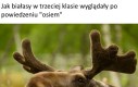 Jesteś łosiem