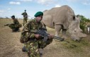 Ochrona nosorożca