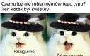 Jeden z najlepszych kotów