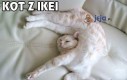 Koty z Ikei trudne do poskładania