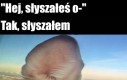 Co taki uszny