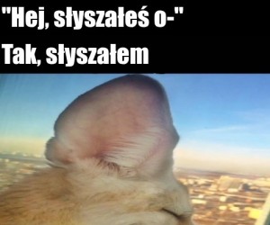 Co taki uszny