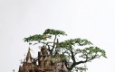 Wioska na drzewku bonsai