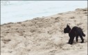 Kociak próbuje przestraszyć ocean!