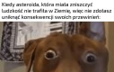 Distressing meme/Schizoposting