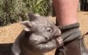 Jak tu nie kochać wombatów?