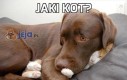 Jaki kot?