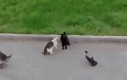 Ptaki urządzają sobie nielegalne walki kotów