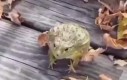 Przezabawna żaba