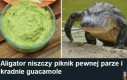 Smakosz