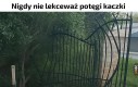 Potęga kaczki