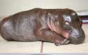 Mały hipopotamek