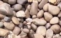 Wydra bawi się kamieniem