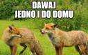 Znowu to samo