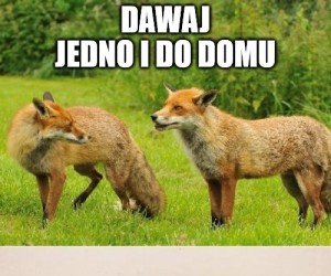 Znowu to samo