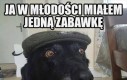 Piesek boomer