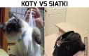 Koty vs siatki cz.2